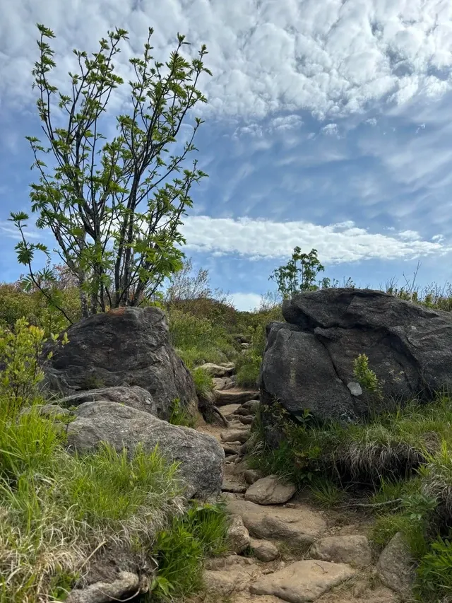 The Art Loeb Trail climbing between two big boulders past a young balsam fir, the grassy bald and blue Carolina sky opening up over the rise at Black Balsam Knob