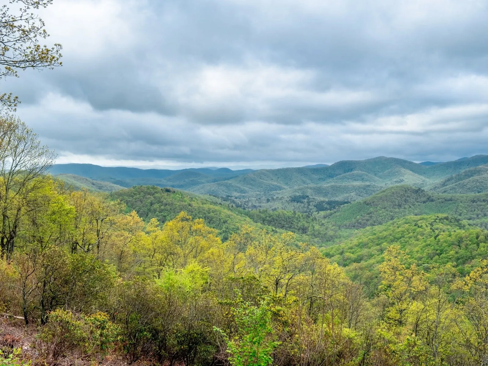 The Mount Pisgah communications tower silhouetted above the tree line, viewed from the roadside overlook with rhododendrons in bloom