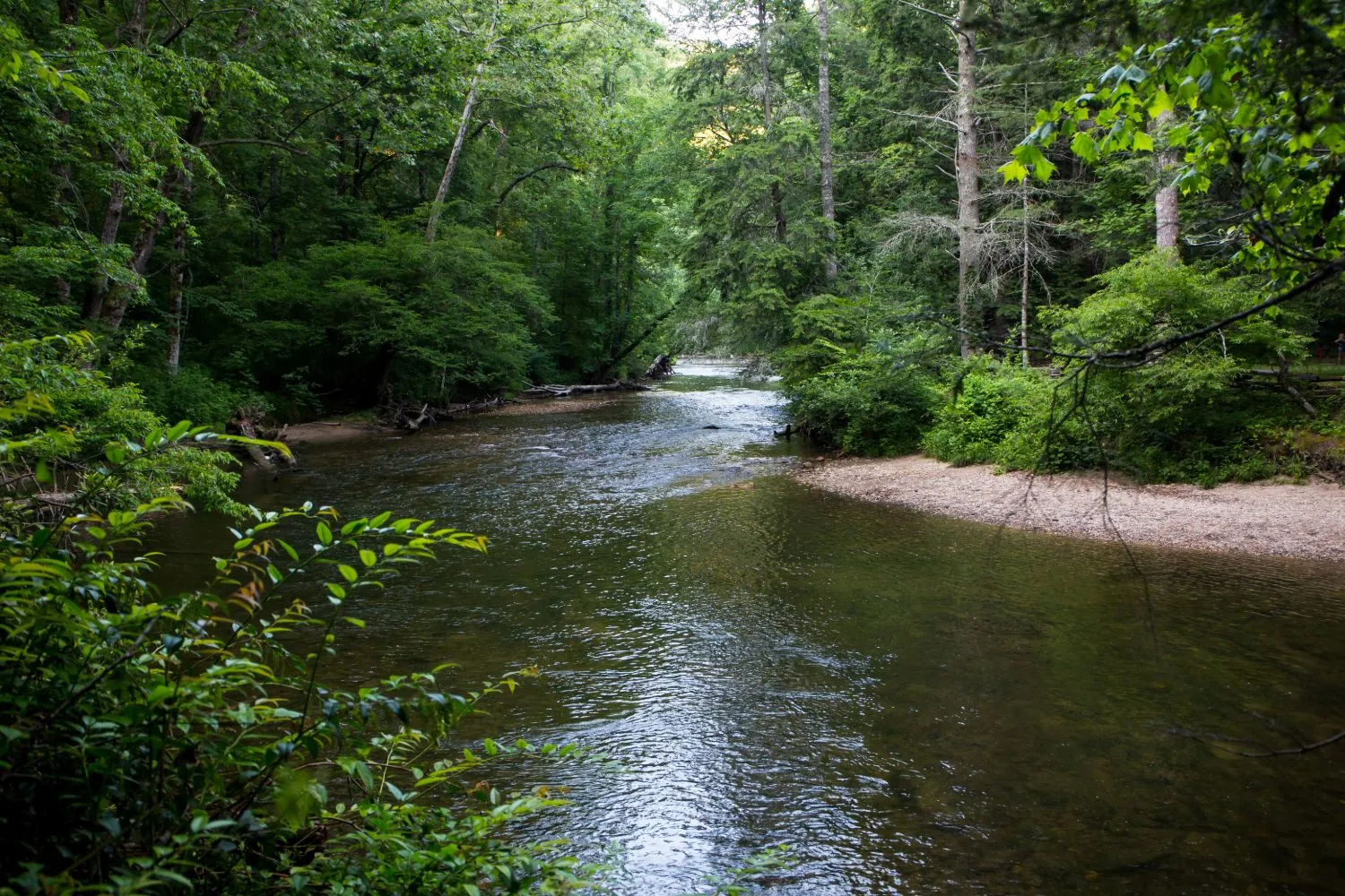 A clear pool on the Davidson River in Pisgah National Forest, lined by rhododendron and forest