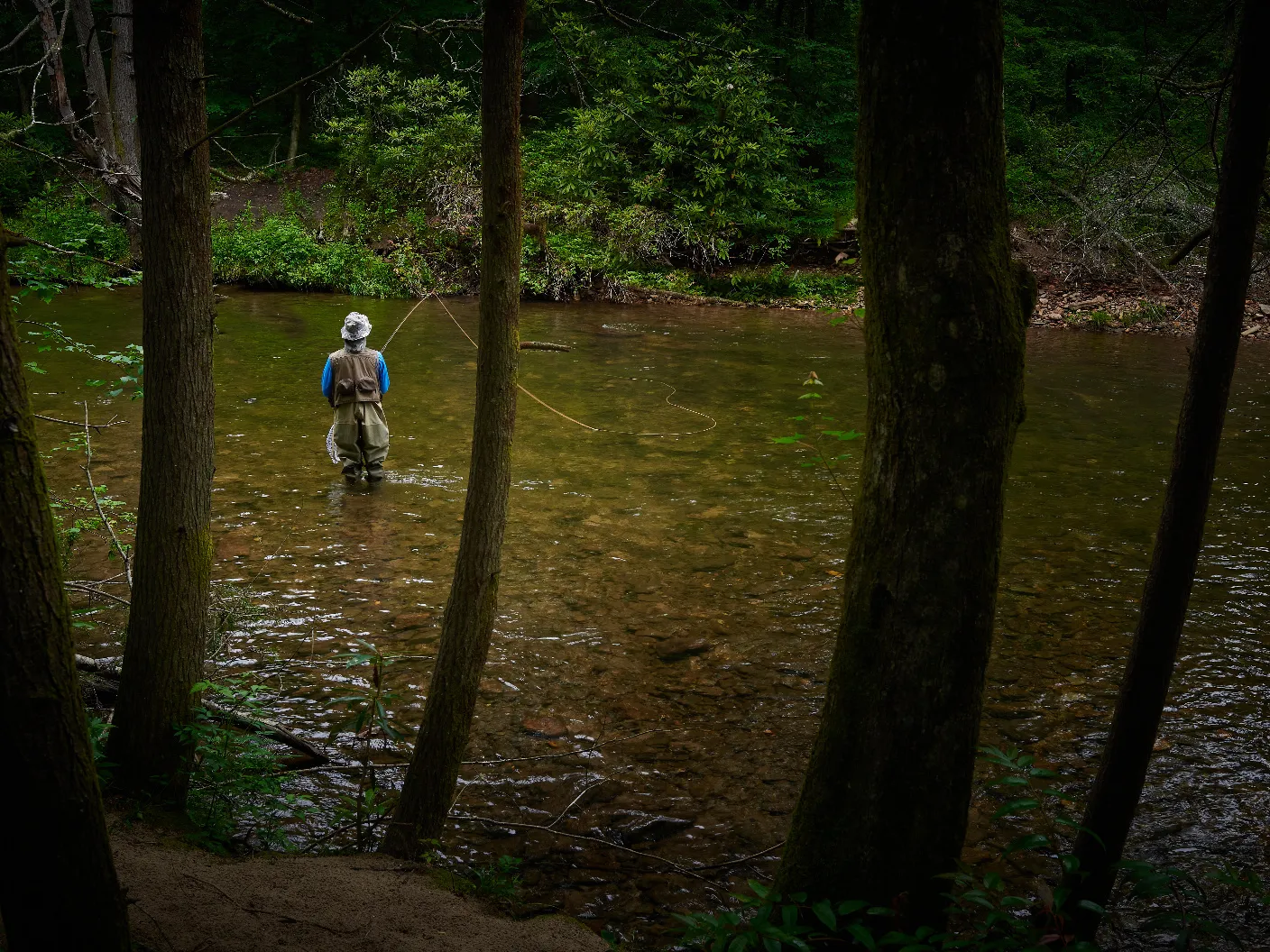 Fly fisher in waders casting on the Davidson River, framed by hardwood trees and rhododendron