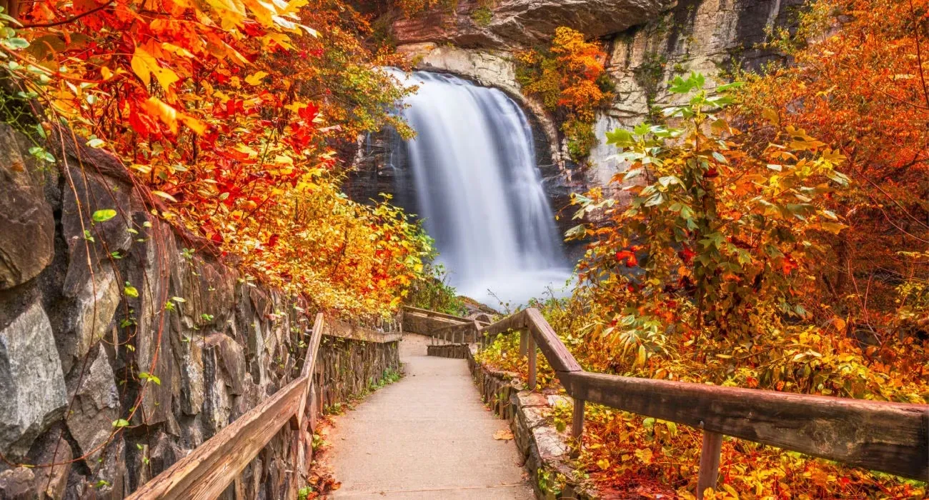 Stone walkway descending alongside a vine-covered rock wall toward Looking Glass Falls, framed by brilliant autumn foliage